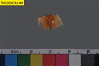 藏品(短指和尚蟹)的圖片